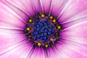 Amazing Purple Flower306791054 300x200 - Amazing Purple Flower - Purple, flower, Daisy, Amazing